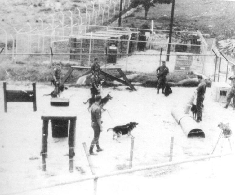 dogs going through paces in yard