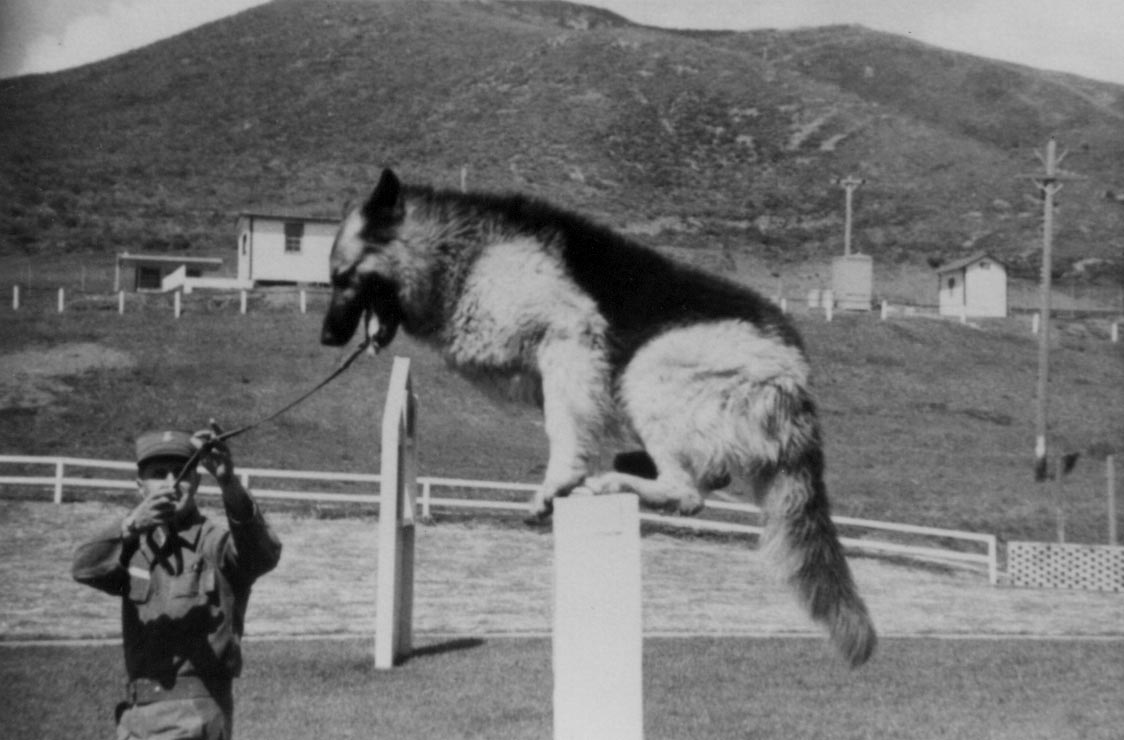 Dwight's dog going over obstacle