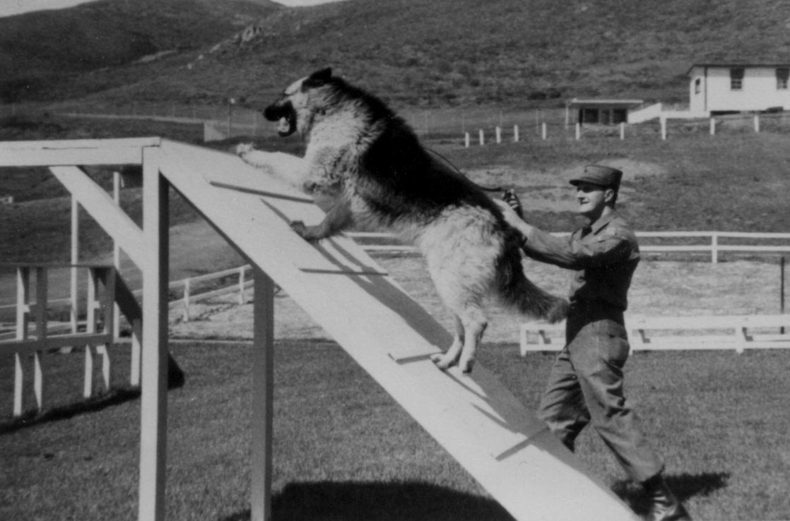 Dog climbing obstacle.